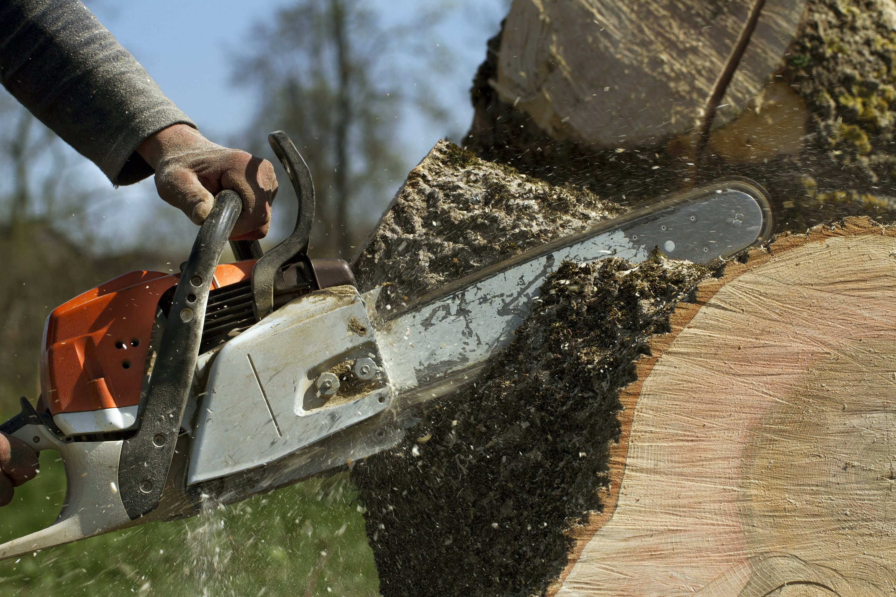 A1 Climbers Affordable Tree Service: Service Image-1 A1 Climbers Affordable Tree Service: Service Image-1