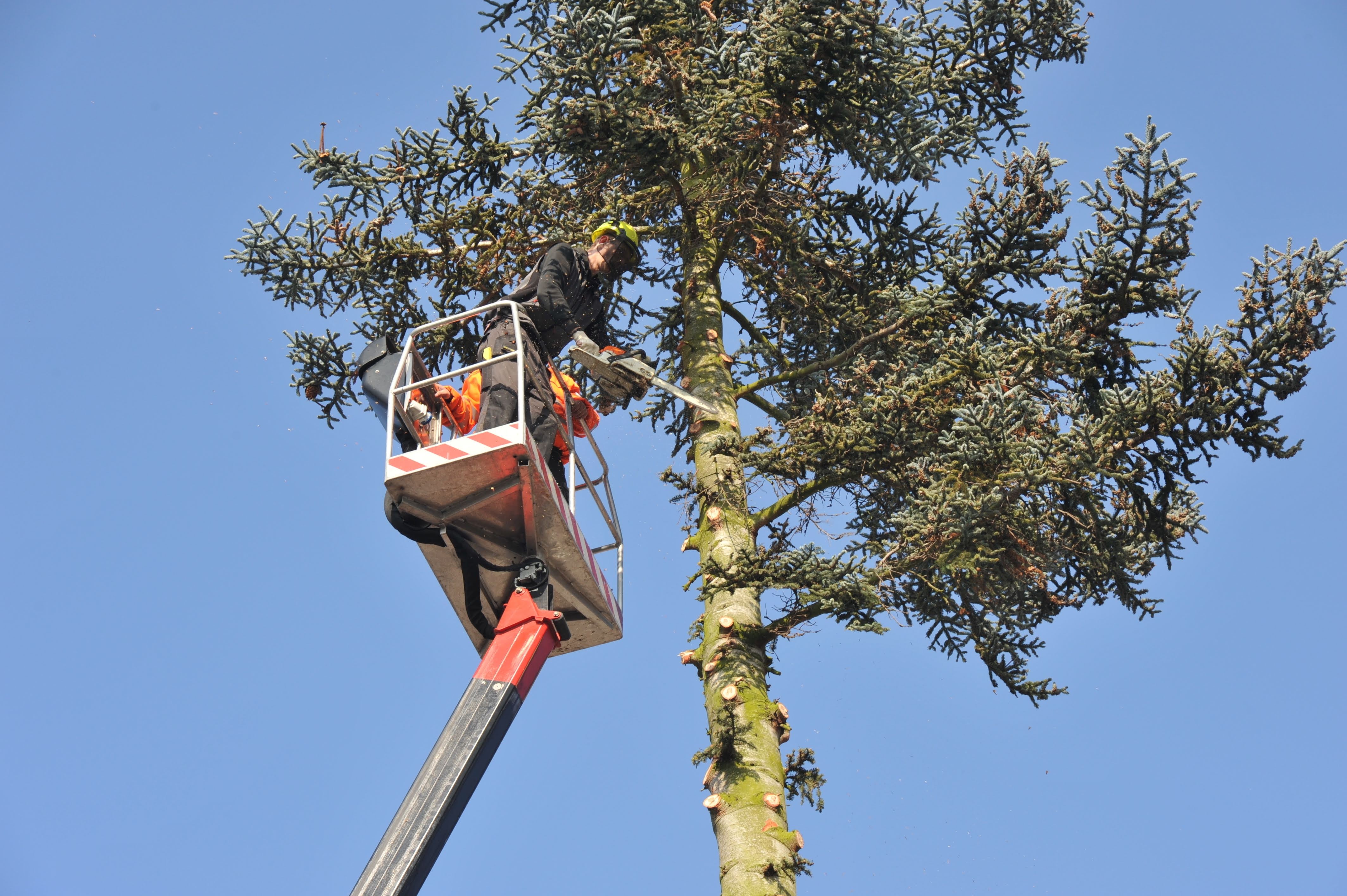 A1 Climbers Affordable Tree Service: Service Image-2 A1 Climbers Affordable Tree Service: Service Image-2