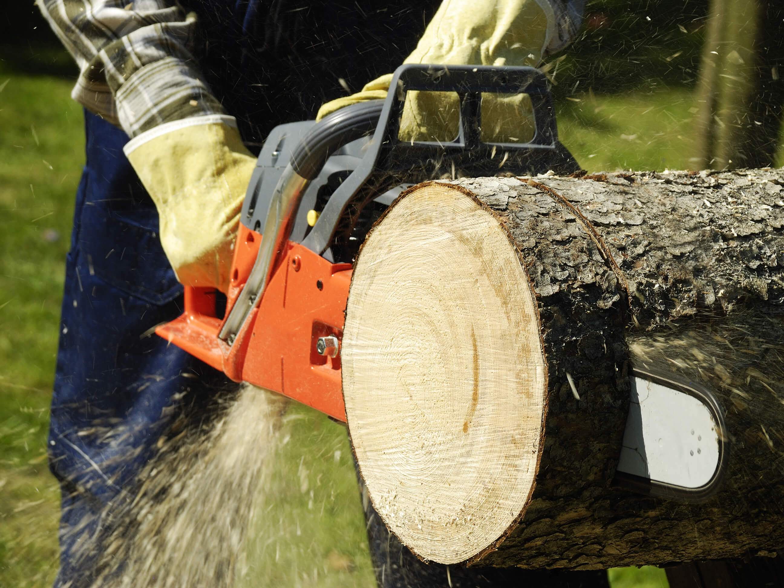 A1 Climbers Affordable Tree Service: Service Image-3 A1 Climbers Affordable Tree Service: Service Image-3