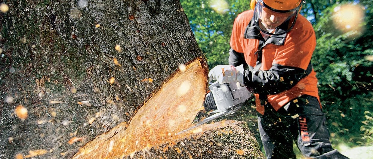 A1 Climbers Affordable Tree Service: Service Image-4 A1 Climbers Affordable Tree Service: Service Image-4