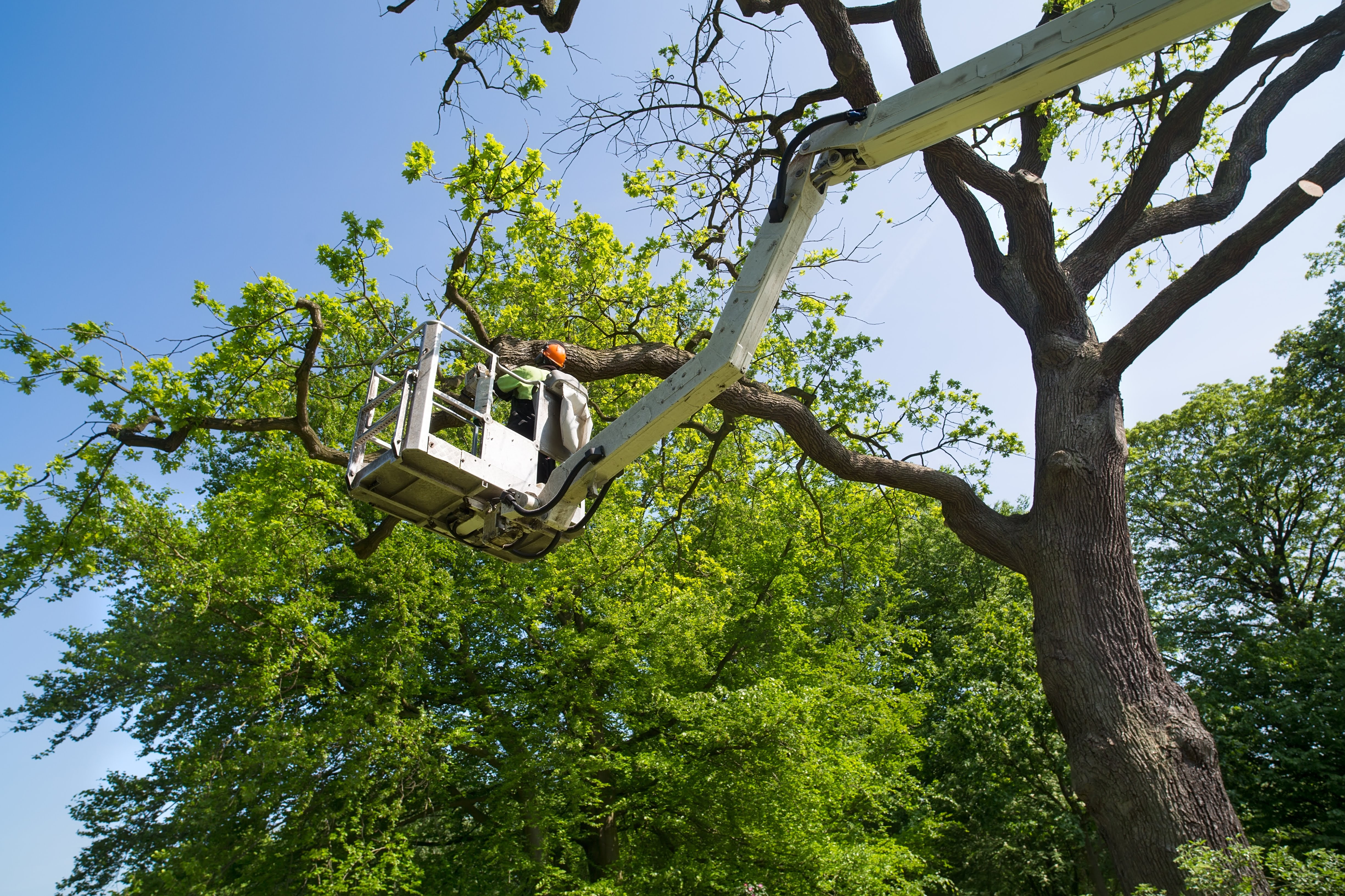 A1 Climbers Affordable Tree Service: Service Image-0 A1 Climbers Affordable Tree Service: Service Image-0